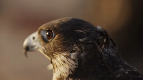 Close up view of a falcon Stock Footage 86605829