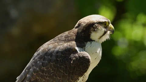 Close view of a falcon Stock Footage 274240370