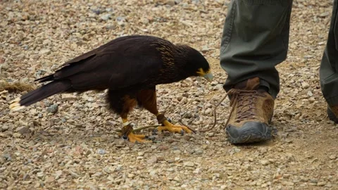 Close up view of a falcon on the ground Stock Footage 254168481