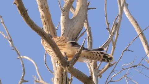 Close up view of falcon on tree Video stock 90966591