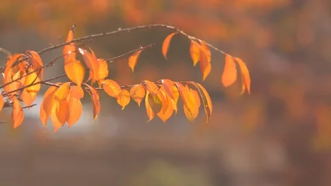 Close up view of fall color leaves in Autumn 스톡 동영상 99522061
