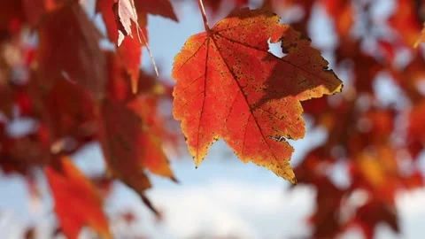 Close view of Fall foliage 動画素材 278612958