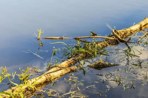 Close up view of fallen branch in calm water during golden hour in peaceful Stock Photos