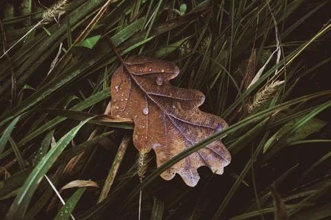 Close-up view of a fallen brown oak leaf resting on green grass outdoors Stock Photos