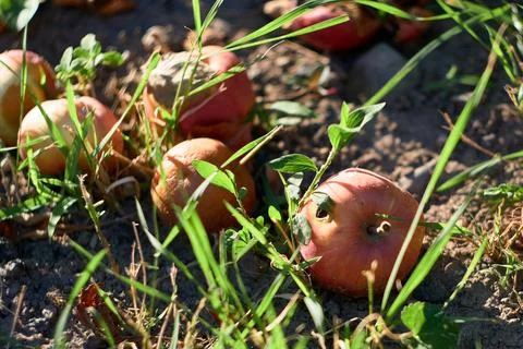 Close-up view of fallen red apples lying on the ground surrounded by green .. Stock Photos