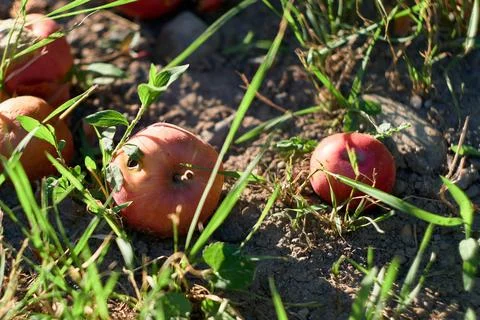Close-up view of fallen red apples lying on the soil among green grass blades Stock Photos