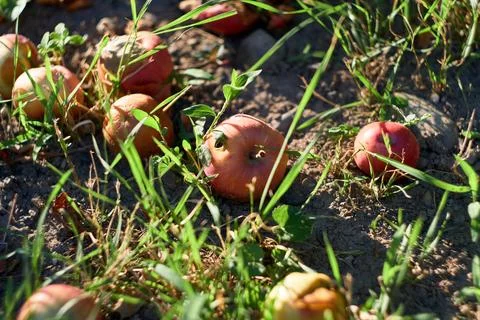Close-up view of fallen red apples lying on the ground among green grass Stock Photos