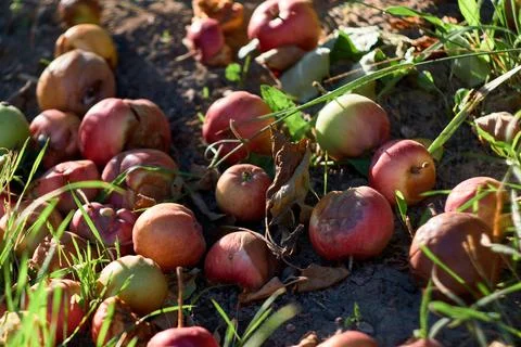 Close-up view of fallen rotted apples scattered on the ground in an orchard Stock Photos
