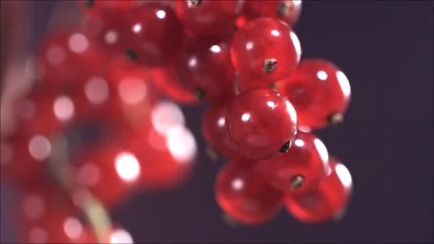 Close-up view of Falling Red Currant from Currant tree 스톡 동영상 157855096