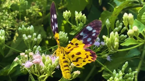 Close view of False Tiger Moth resting on Jack in the Bush flower Stock Footage 328069792