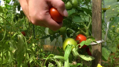 Close up view of farmer hand picking fresh red tomato of the plant. Home grown Stock Footage 136813132