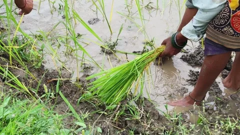 Close view of a farmer placing young rice seedlings into muddy water by hand Stock-Footage 345021778