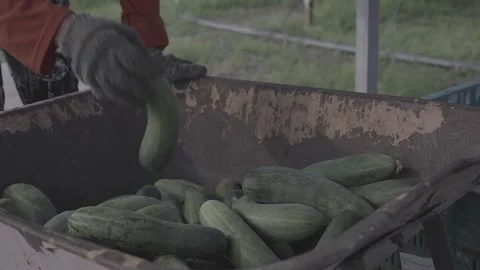 Close up view of a farmer sorting out cucumbers after a morning harvest Stock Footage 270483900