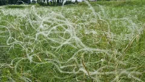 Close-up view of feather grass swaying gently in a green field, creating a Stock Footage 315044512