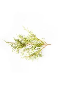 This close-up view features a sprig of vibrant cedar leaves, showcasing their Stock Photos