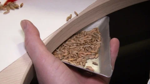 Close up view of femail hands sorting wheat. Stock Footage 126219417