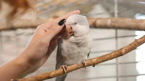Close view: Female hand pets light blue quaker parrot sitting on branch in cage Stock Footage 138327431