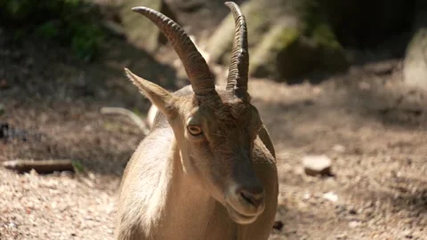 Close view of a female ibex  Stock Footage 263580410