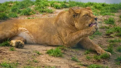 Close up view of a female lion  Stock Footage 274636675