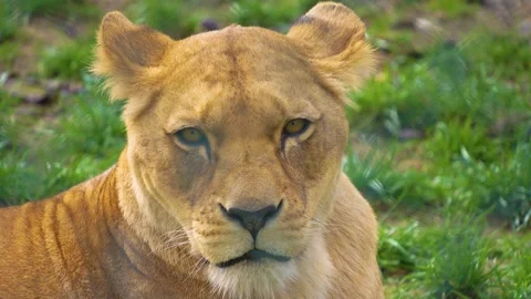Close up view of a female lion Stock Footage 274638013