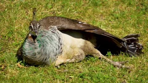 Close view of a female Peacock  Stock Footage 278042968