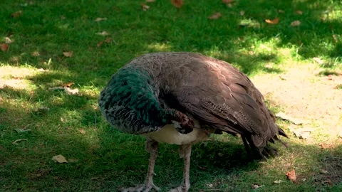 Close view of a female Peacock  Stock Footage 278043081