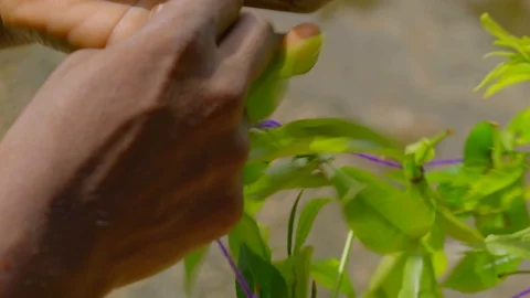 Close-up View of female worker picking tea leaves and tying them together Stock Footage 107336415