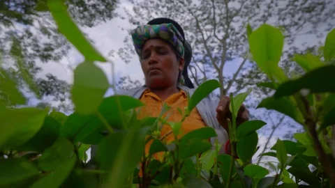 Close-up View of female worker plucking tea leaves in Sri Lanka Stock Footage 107536048