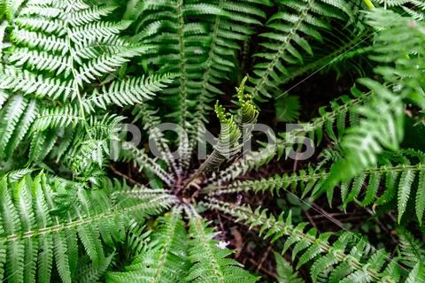 Close-up view of fern leaves Stock Photos