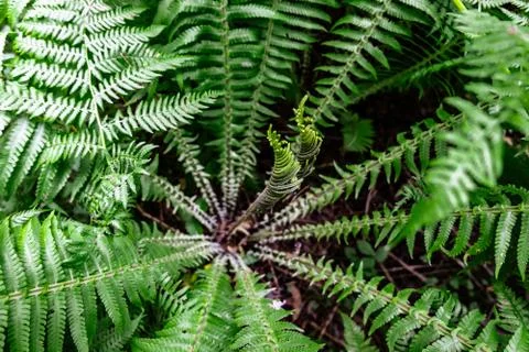 Close-up view of fern leaves Stock Photos