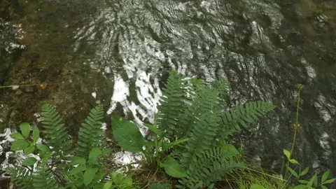Close View of Ferns Beside Flowing Water at Jacks Branch Tennessee Stock Footage 337131478