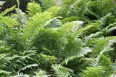 Close up view of ferns Stock Photos