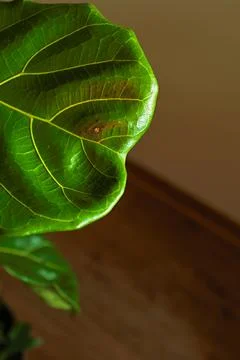 Close view of a fiddle leaf tree Ficus Lyrata leaf showing texture and colo.. Фото