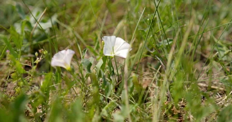Close up view of field bindweed in grass Stock Footage 262636000