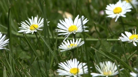 Close up view of a Field of Daises Video stock 41690812