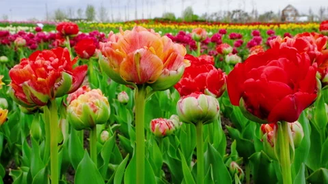Close up view on Field or meadow of red tulips. Field of peony tulips. Tulips Stock Footage 154219484