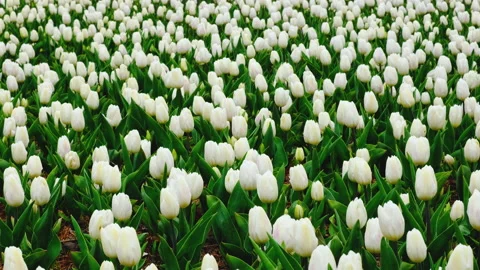 Close up view on Field or meadow of tender white tulips. Tulips flowers sway in Stock Footage 171190467