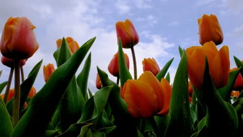 Close up view on Field or meadow of red and orange tulips and dramatic skyline Stock Footage 171546243