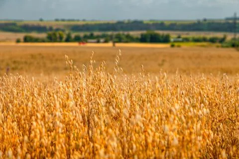 Close-up view of the field, sowed by cereal cultures which removes the combin Stock Photos