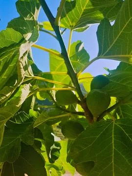 A close-up view of a fig tree branch, bathed in warm sunlight Stock Photos