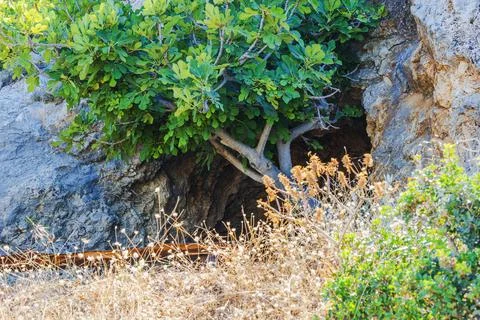 Close-up view of fig tree growing over rocky cave opening on mountain slope. Fotos Stock