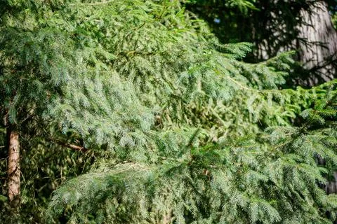 Close-up View of Fir Tree Branches and Needles Stock Photos