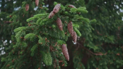 Close-up view of fir tree cones, capturing intricate textures and natural Stock-Footage 331138199