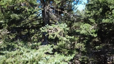 Close view of fir tree trunk with mixed branches surrounded by thick woodland Stock Footage 325221317