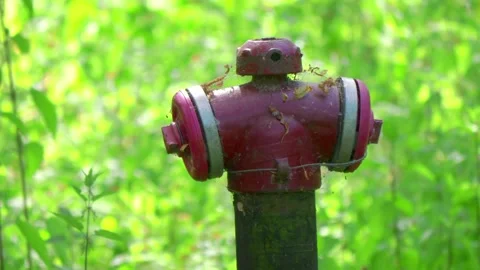 Close-up view of a fire hydrant in a green, natural setting in 4k slow moti.. Stock Footage 282888818