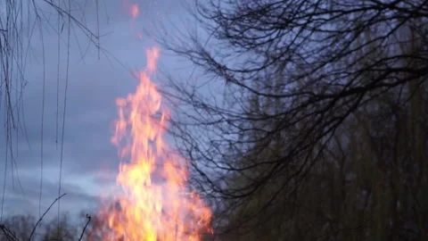 Close up view of fire at the nature, dry branches burns outdoor.  Video stock 169287750