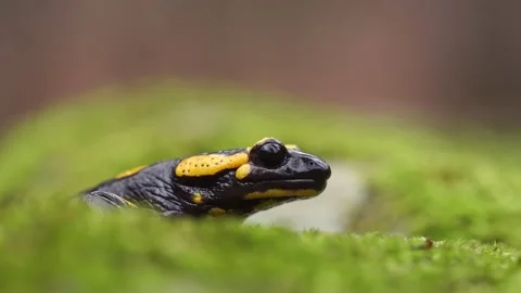Close up view of Fire salamander (Salamandra salamandra) on moss, zoom out Stock Footage 153160553