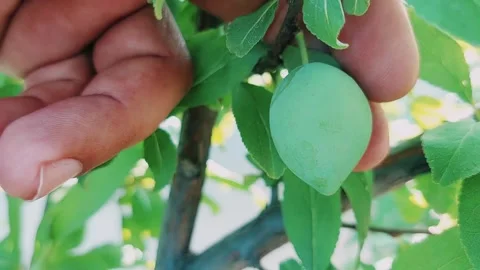 Close Up View Of First Unripe Green Plum Fruit Growing Stock Footage 333493684