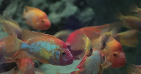Close-up view of fish in aquarium Stock-Footage 147395499