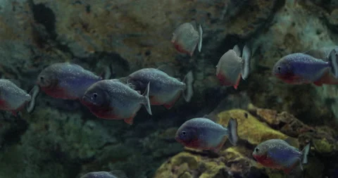 Close-up view of fish in aquarium Stock Footage 147396323
